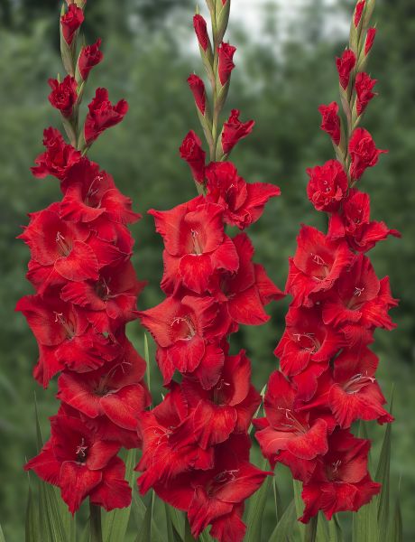 Gladiolus 'Kir Royal'